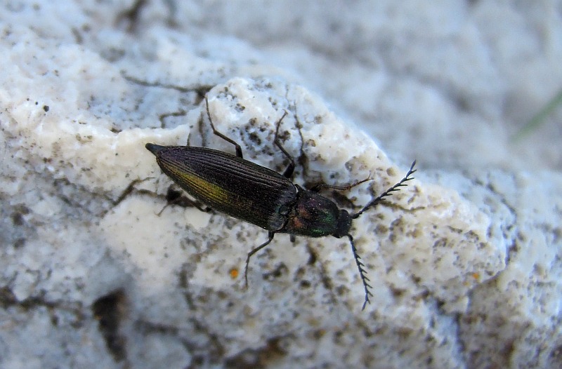 Da determinare - Ctenicera sp.